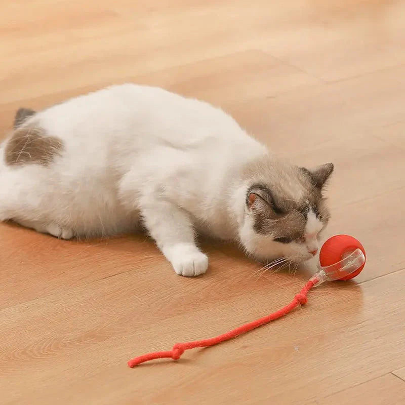 PawPlay interaktiv kattboll